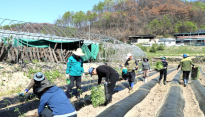 안동시청 직원봉사단, 산불피해 복구에 구슬땀